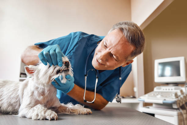 Best Pediatric Emergency Dentist in Lenoir, NC